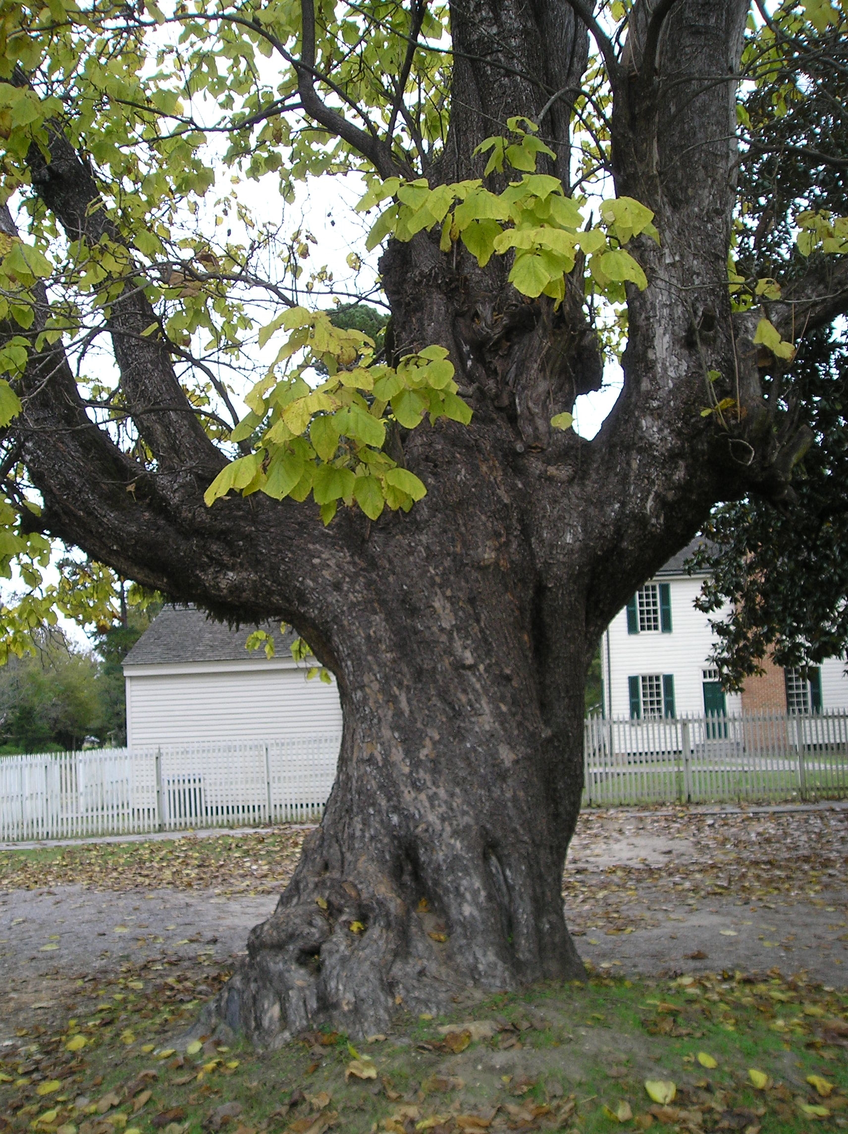 Large Catalpa Tree at 1836 Courthouse